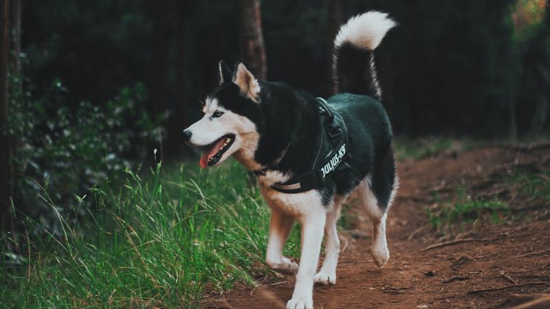 husky, dog, walk, 4k