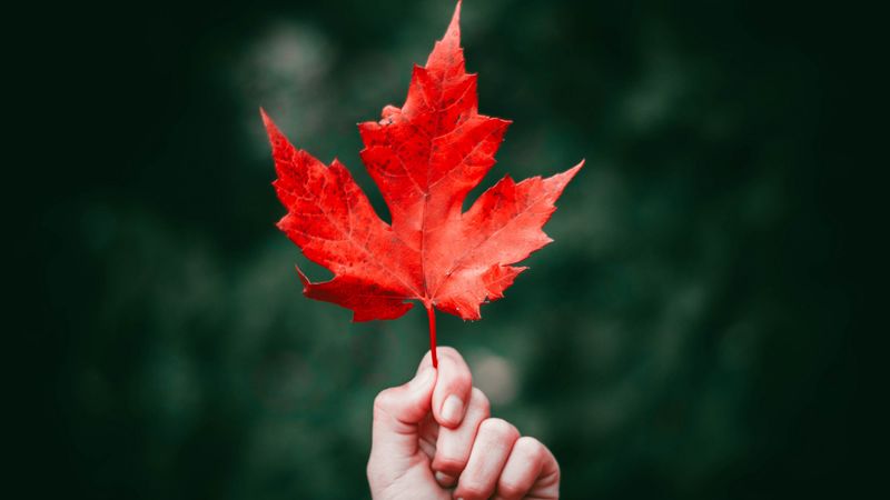 maple, leaf, autumn, hand, 4k