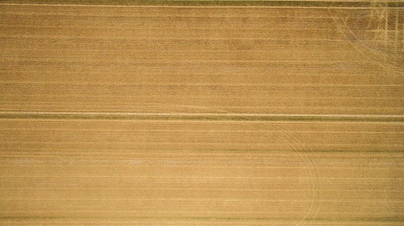 a closeup of a hardwood plank, field patterns_ 4k