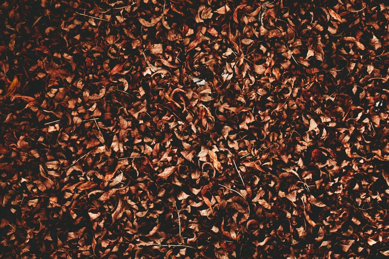 a background design made up of fall leaves on a chicago street, chicago autumn background 4k