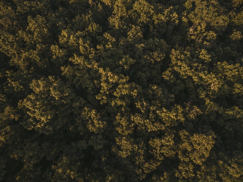a drone shot of sunlit treetops in a forest in arkansas, sunlit treetops from above 4k