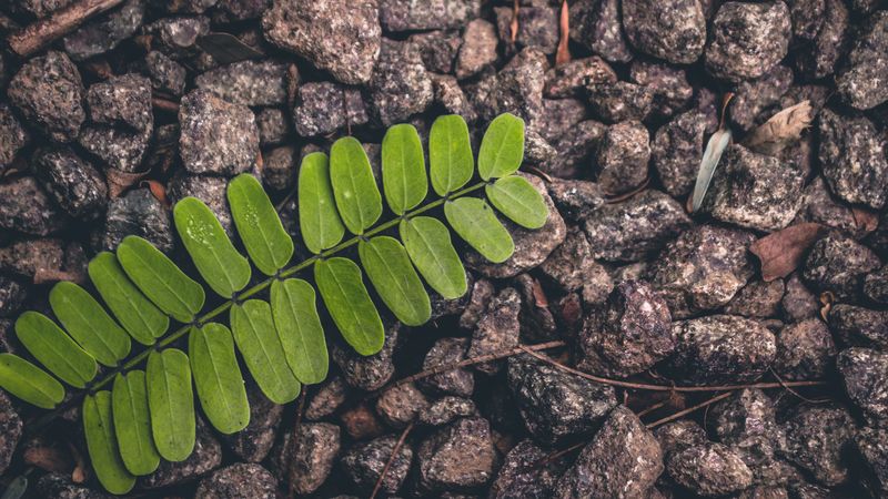 leaf, stone, surface, 4k