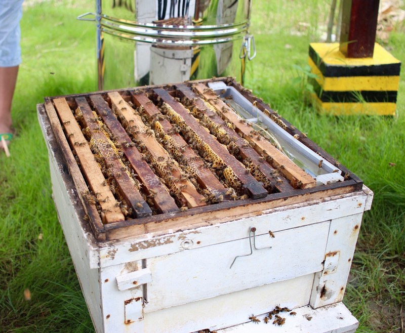 honey bee 4k