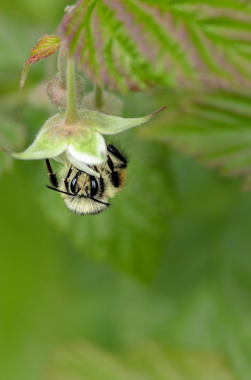 an upside down shot of a bee gathering pollen from a flower, worker bee upside down 4k