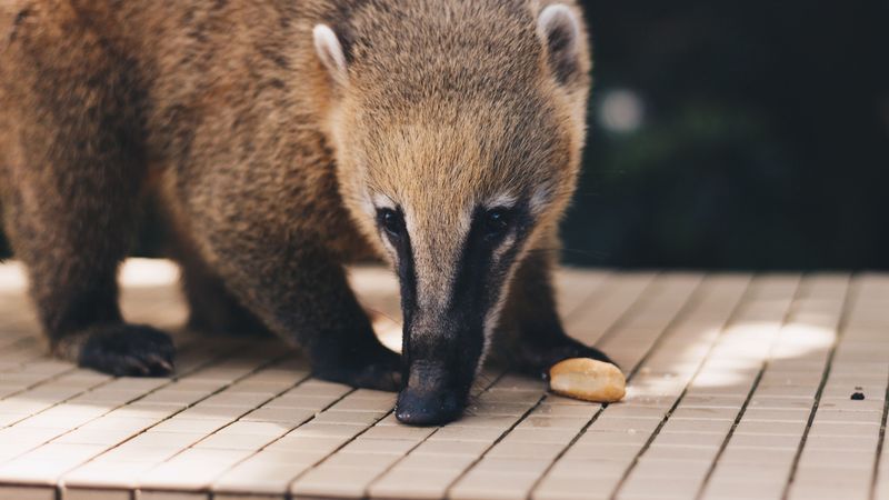 coati, nasua, muzzle, animal, 4k