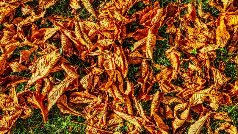 foliage, autumn, dry, 4k