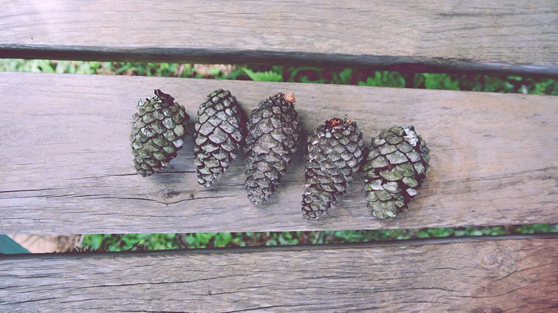 forest pinecone nature and bench 4k
