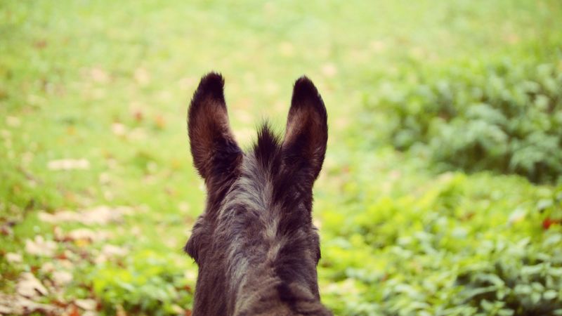 donkey, ears, blur, wool, 4k
