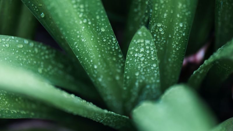 leaves, drops, macro, green, 4k