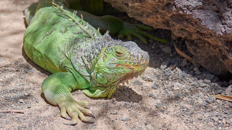 iguana, reptile, lizard, color, 4k