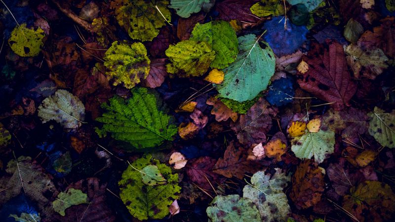 leaves, autumn, dry, fallen, 4k