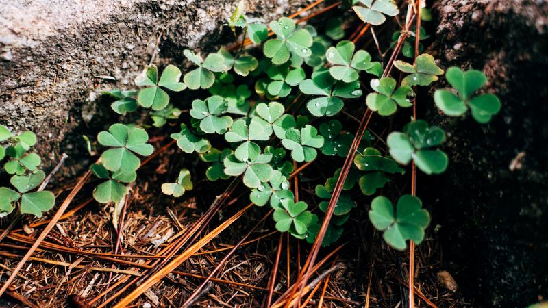clover, leaves, branches, 4k