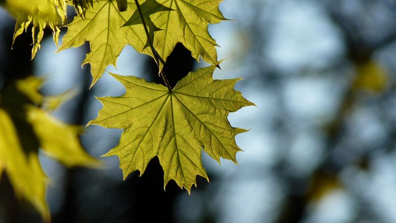 maple, leaf, blur, 4k