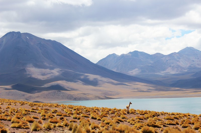 a lone llama among brown patches of grass on the shore of a mountain lake, llama by a mountain lake 4k