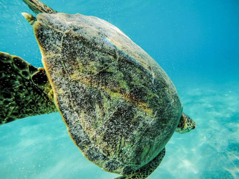 underwater photo of a sea turtle swimming in bright blue water in oahu, finding his way to the big ol blue 4k