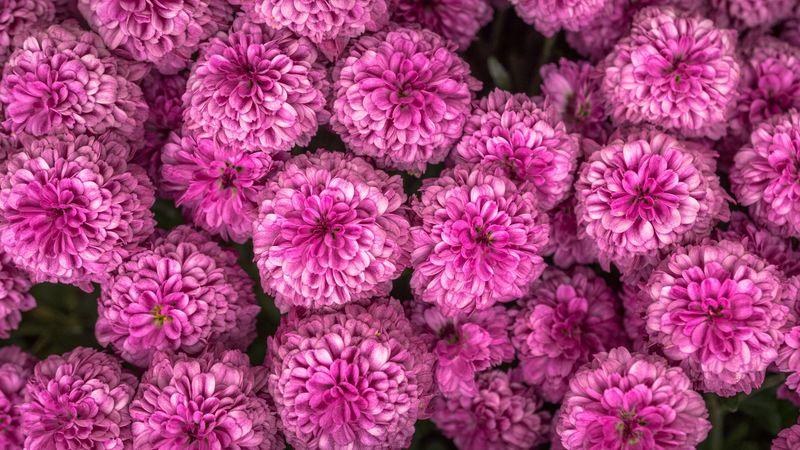 chrysanthemum, flowers, pink, 4k