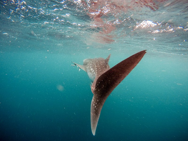 the tail of a whale, _whale tail 4k