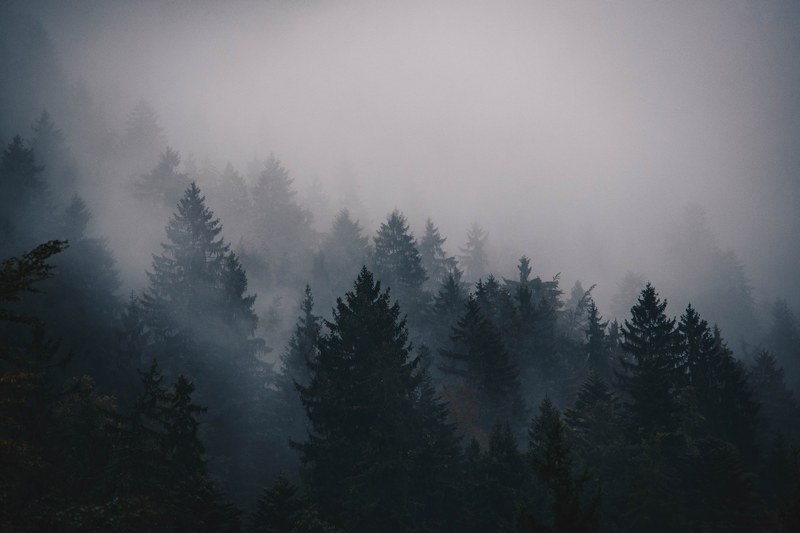 a thick fog and overcast sky over a coniferous forest, heavy fog above a forest 4k
