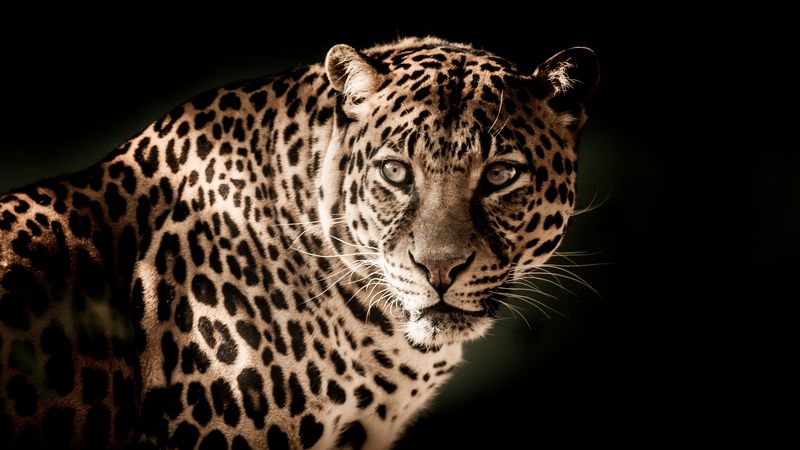 leopard, predator, muzzle, look, 4k
