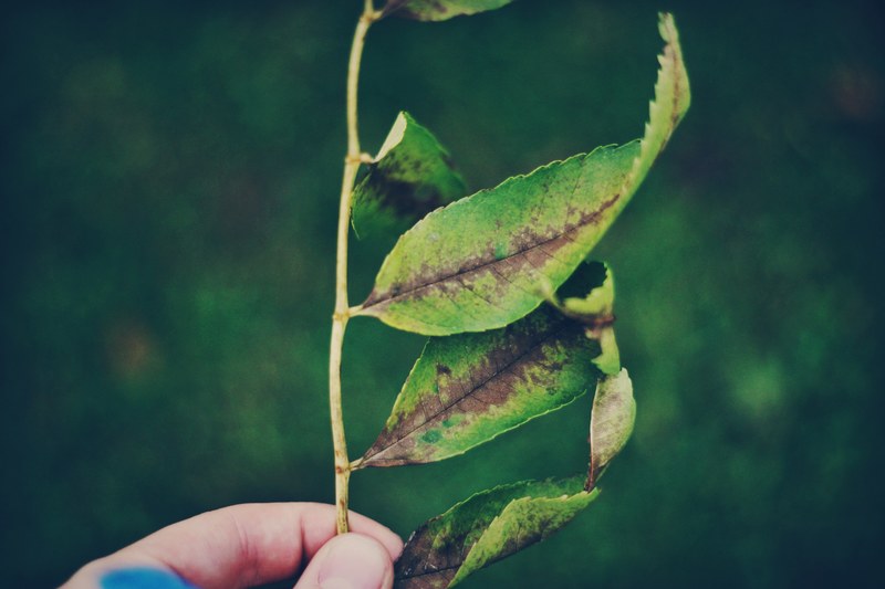 leafe green leaf and foliage 4k