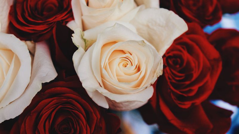 rose, bud, flower, petals, 4k
