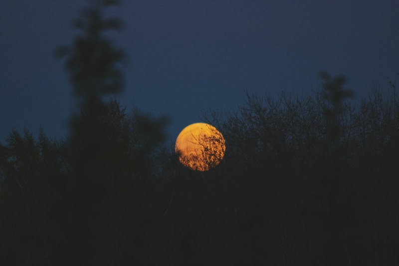 silhouette trees lightly obscure the orange moon in a gray night sky, yellow moon through treetops 4k