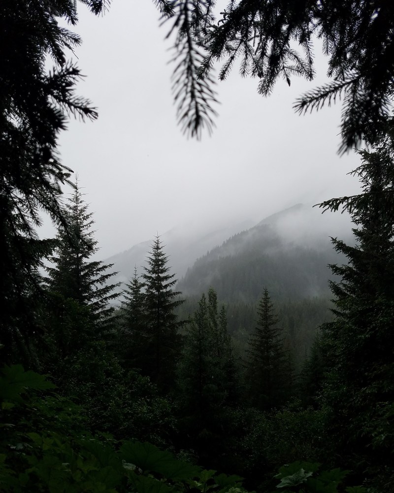 a forest framed view of fog in kenai alaska, healers of the soul 4k