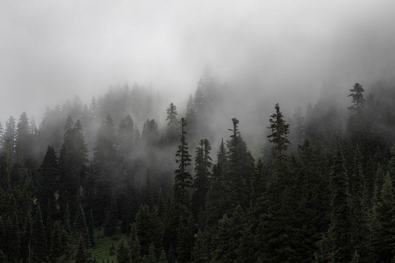 dense mist descending on an evergreen forest, dense fog in the woods 4k