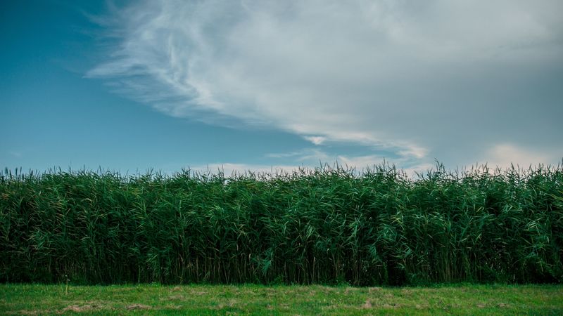 grass, field, summer, sky, green, 4k