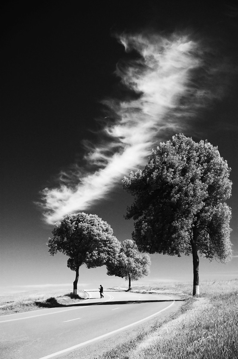 road countryside tree and black and white hd, 4k
