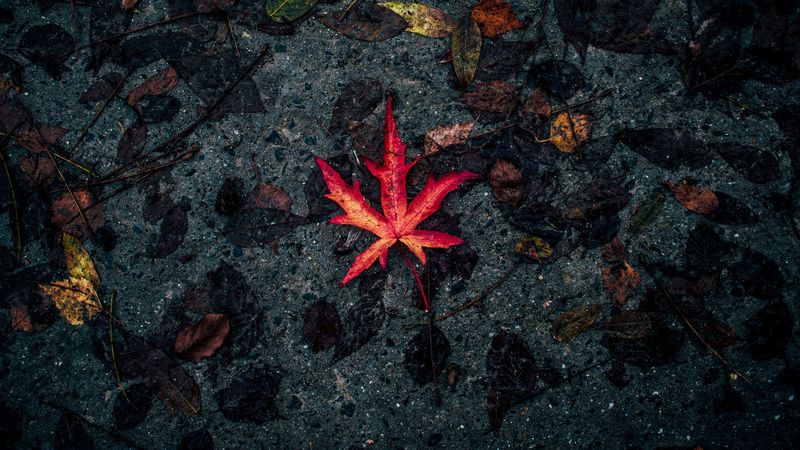 leaf, fallen, autumn, dry, 4k
