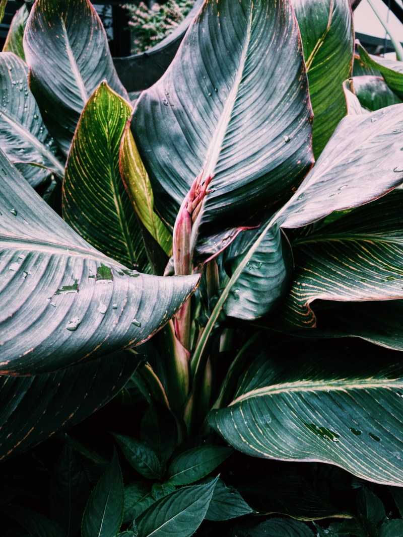 flower plant vsco and snapseed hd, 4k