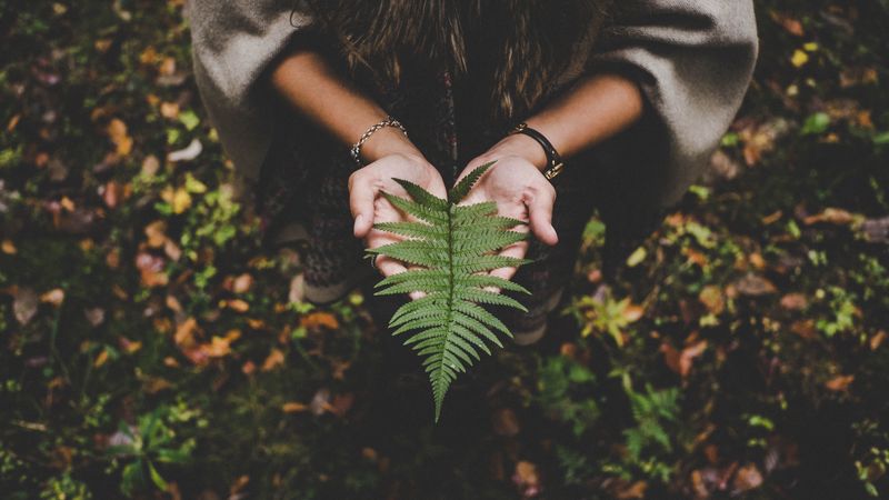 fern, leaf, hands, palms, autumn, 4k