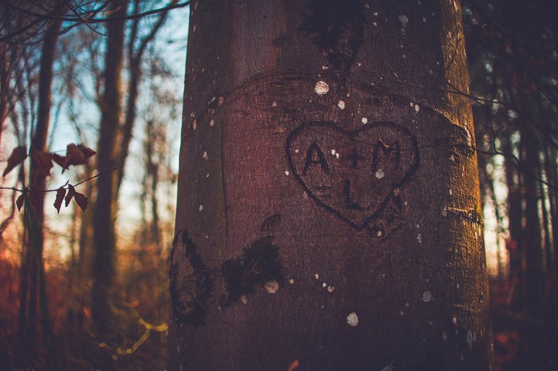 the initials a m are etched in a heart on a tree trunk in the woods, carved tree heart in the afternoon 4k