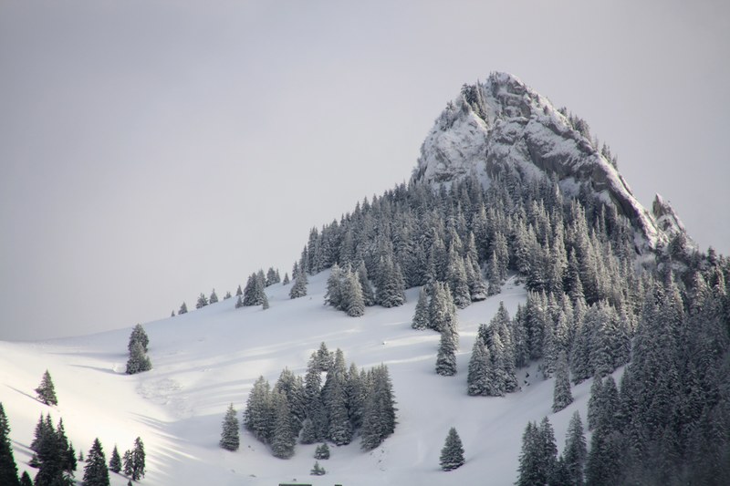 a snow covered mountain covered in pine trees and glistening sun, tree covered mountain in snow 4k