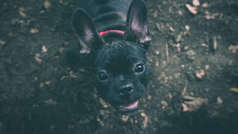 dog, bulldog, muzzle, 4k