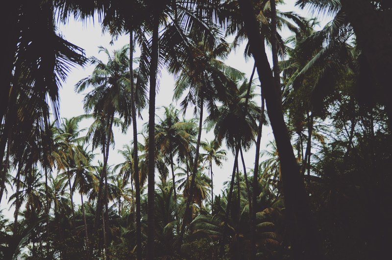 a dark forest of palm trees and tropical plants with a bright blue sky, tropical palm trees 4k