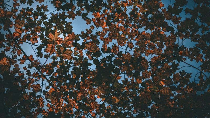 leaves, autumn, dry, sky, 4k