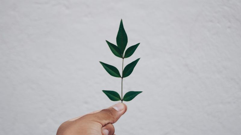 leaf, hand, branch, 4k