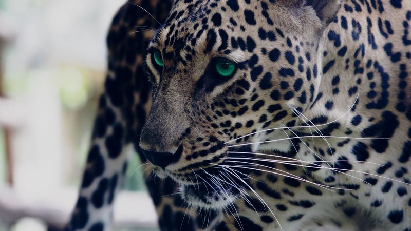 leopard, green-eyed, muzzle, predator, look, 4k
