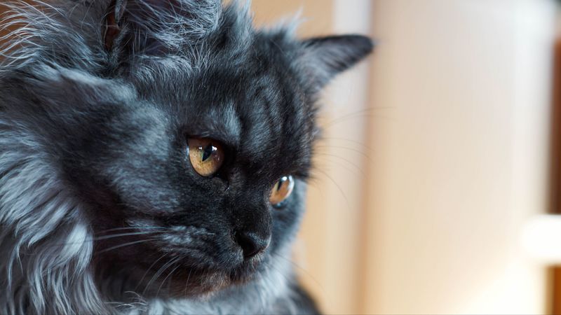 cat, muzzle, fluffy, 4k