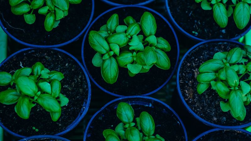 basil, pots, plant, 4k