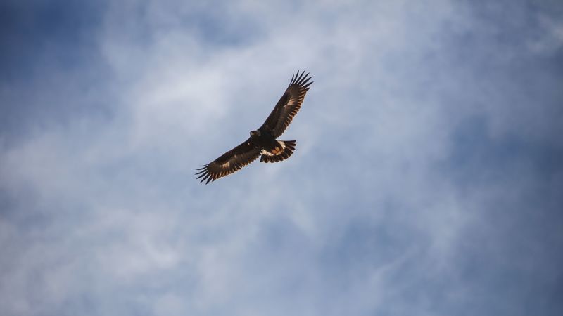 eagle, bird, flight, wings, sky, 4k