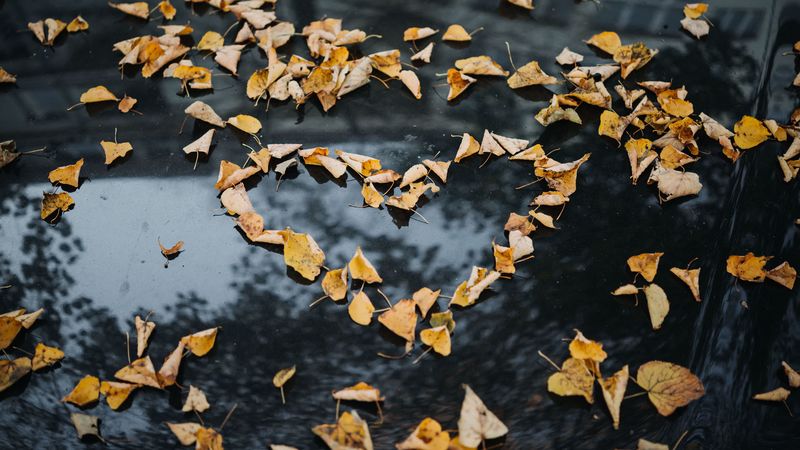 foliage, autumn, heart, dry, fallen, 4k