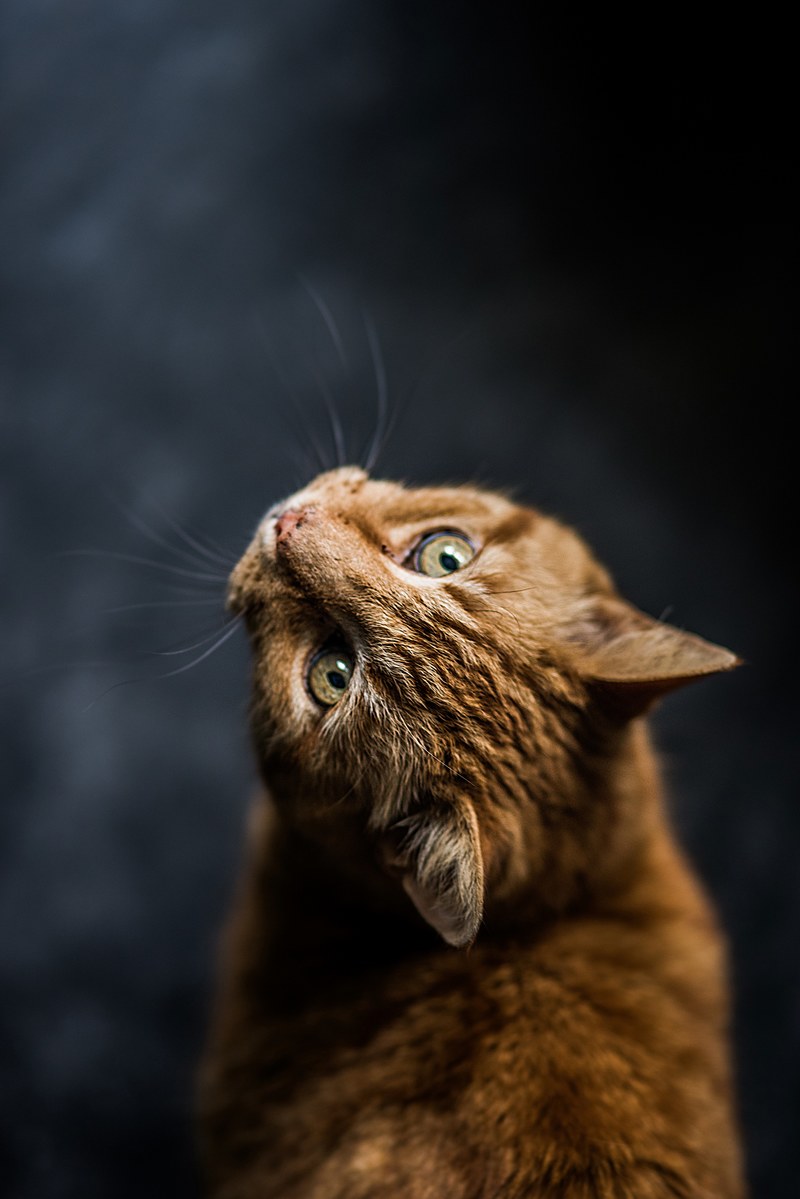 cat feline tabby and ginger hd, 4k