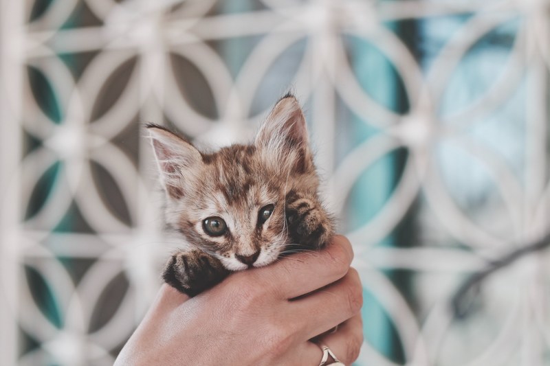 a persons hand holding a kitten, kitten in hand 4k
