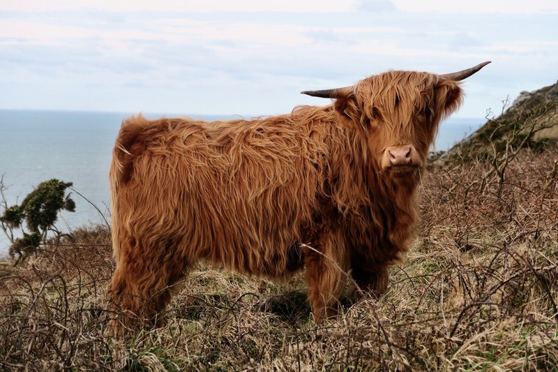 horn animal cow and mammal 4k