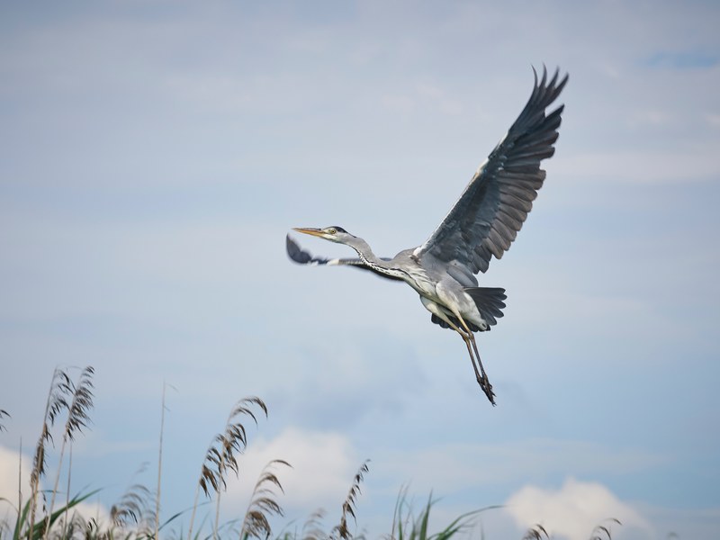 bird bodensee lake and heron 4k