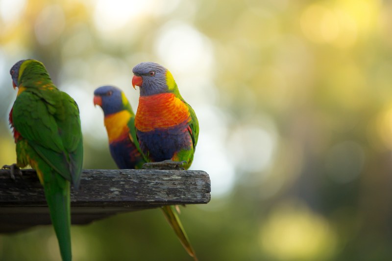 nsw jervis bay rainbow lorikeet and rainbow 4k