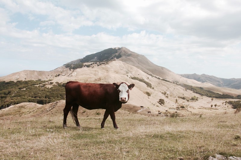 grass mountain new zealand and cow 4k